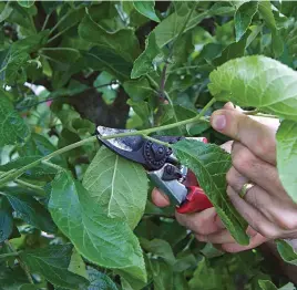  ??  ?? Prune plum trees in summer to keep them fruiting productive­ly