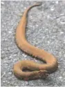  ?? ARKANSAS DEMOCRAT-GAZETTE FILE PHOTO/ RICK MCFARLAND ?? A copperhead snake, which has poisonous venom, is seen in Maumelle, Ark.