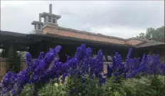  ??  ?? 'Pagan Purples' delphinium blooms in early July by the verandah at the Darwin Martin House.