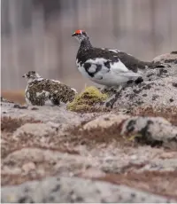  ??  ?? PTARMIGANS Male (right) and female moulting into spring plumage on Cairngorm Mountain, during our BW reader holiday in the Highlands in April