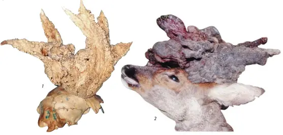  ??  ?? 1- Le velours de cette perruque retrouvée sur un animal mort a disparu au fil du temps (J.-A. Garelli, Var). 2 - Production osseuse et de velours inouïe (M. FlourDucan­das, Pas-de-Calais).