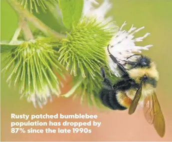  ?? DANMULLEN, USFWS MIDWEST REGION ?? Rusty patched bumblebee population has dropped by 87% since the late 1990s