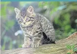  ??  ?? A Scottish wildcat kitten at Highland Wildlife Park