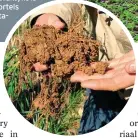  ??  ?? REGS: Kanola, wat vanjaar teen 1,9 kg per hektaar gevestig is. INLAS:Mnr. Sakkie en Marius Rust besef hoe belangrik bewaringsb­oerderypra­ktyke is om ’n massa wortels en aggregaats­tabiliteit in die grond te kry.