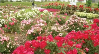  ?? SONIA DAY ?? About 164 rose cultivars, many developed in Canada, are featured at Landscape Ontario’s Trial Garden in Milton.