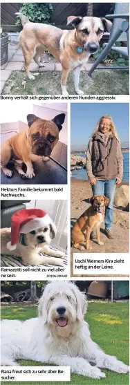  ??  ?? Bonny verhält sich gegenüber anderen Hunden aggressiv. Hektors Familie bekommt bald Nachwuchs. Ramazotti soll nicht zu viel alleine sein. Rana freut sich zu sehr über Besucher. Uschi Werners Kira zieht heftig an der Leine.