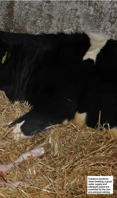  ??  ?? Creature comforts: clean bedding, a good water supply and adequate space are essential for the cow pre and post calving