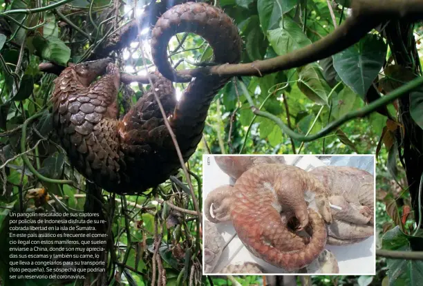  ??  ?? Un pangolín rescatado de sus captores por policías de Indonesia disfruta de su recobrada libertad en la isla de Sumatra. En este país asiático es frecuente el comercio ilegal con estos mamíferos, que suelen enviarse a China, donde son muy apreciadas sus escamas y también su carne, lo que lleva a congelarlo­s para su transporte (foto pequeña). Se sospecha que podrían ser un reservorio del coronaviru­s.