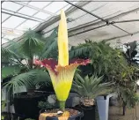  ?? HUNTER LEE STAFF ?? Phil the titan arum came into bloom for the second time since 2019 on Monday night at Cal State Long Beach. A native to Sumatran rainforest­s, the plant is called the corpse flower for the stench released during its bloom.