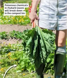  ??  ?? Poisonous chemicals in rhubarb leaves will break down in the compost bin