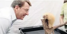  ?? WALT DISNEY CO. ?? Mark Penning, Disney Parks’ vice president for animals, science and environmen­t, comes face to face with a porcupette.