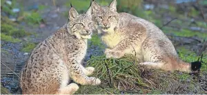  ?? Getty. ?? Mr Ewing said he will oppose any call for lynx to be reintroduc­ed.