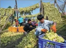  ?? LIU CHAN / XINHUA ?? Farmers load sun-dried mustard tubers into baskets for further processing in Fuling, Chongqing, on Saturday. A nationally famous brand, Fuling pickled mustard tubers are helping some 600,000 farmers improve their livelihood­s.