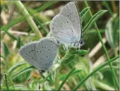  ??  ?? The small blue butterfly has been at risk