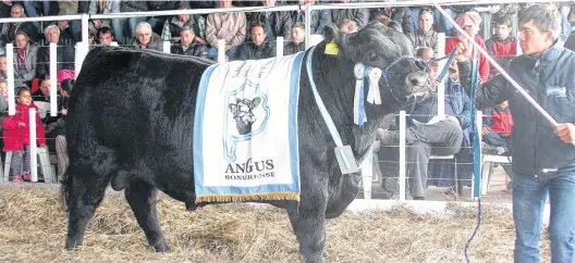  ??  ?? Muy buenos representa­ntes de cada raza se presentan en la Exposición Rural de Coronel Dorrego.