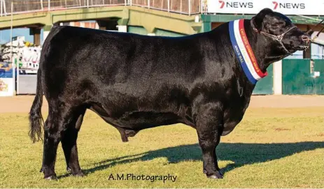  ?? PHOTO: CONTRIBUTE­D ?? WHAT A BULL! The $110,000 angus bull Carabar Docklands L36.