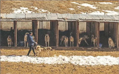  ??  ?? Huseyin Yildiz, 50, walks with a Sivas Kangal breed at his farm in Sivas, Turkey. (AP/Emrah Gurel)