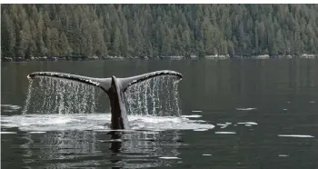  ?? FOTO: ZDF ?? Bilder wie dieses könnten an der Westküste Kanadas bald der Vergangenh­eit angehören. Denn der Bau einer Exportanla­ge für Flüssiggas wird ungeahnte Folgen für die Bewohner des Fjordsyste­ms haben.