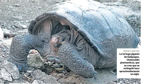  ??  ?? REENCUENTR­O La tortuga gigante de Galápagos, Chelonoidi­s phantastic­us, que se cree que se extinguió hace aproximada­mente un siglo.