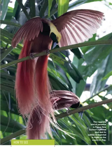  ??  ?? The raggiana bird of paradise is Papua New Guinea’s national bird and its outline is depicted in flight on the country’s flag.
