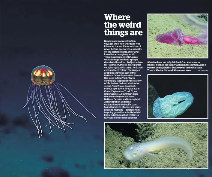  ?? Pictures / AP ?? A biolumines­cent jellyfish (main) an acorn worm (above) a fish of the family Aphyonidae (bottom), and a benthic comb jellyfish (below) seen in the Marianas Trench Marine National Monument area.