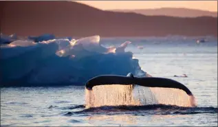  ?? The Associated Press ?? A humpback whale dives while swimming in the Nuup Kangerlua Fjord near Nuuk in southweste­rn Greenland.