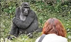  ??  ?? Beim Gorillatra­cking kommt man den sanften Riesen ganz nah.
Fotos: djd/Abendsonne Afrika/Jürgen Ritterbach