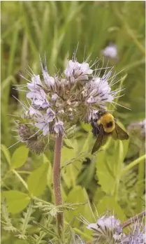  ??  ?? Cover crops help restore soil health by supplying crops with organic nitrogen.