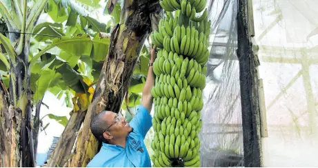  ?? ?? Minister of Agricultur­e, Fisheries and Mining, Hon Floyd Green, is captured posing with a huge bunch of bananas on Oral Lewis’ farm.