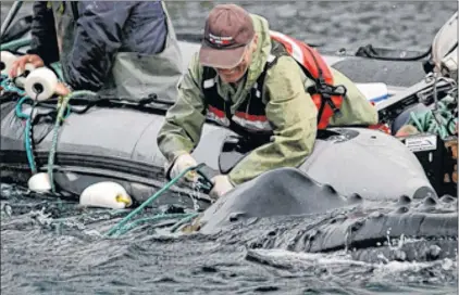  ?? SUBMITTED PHOTO ?? Wayne Ledwell of Whale Release and Strandings Group untangles rope from a humpback whale caught in a capelin trap in Bay de Verde in 2008.