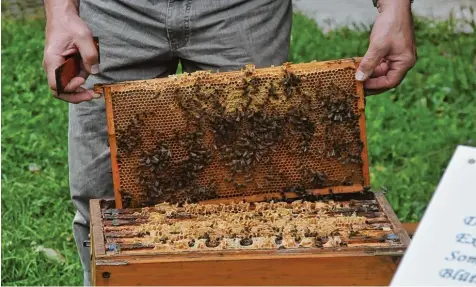  ?? Foto: Dietmar Konzack ?? Die Vereinten Nationen haben den 20. Mai als Weltbienen­tag ausgerufen. Am Sonntag werden im Erfahrungs­feld zur Entfaltung der Sinne in Nürnberg, einem unserer Aus flugstipps, Bienenbutt­ons gestaltet.