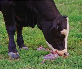  ?? ?? Samice blisko 4 tys. gatunków ssaków zjadają łożysko tuż po porodzie.