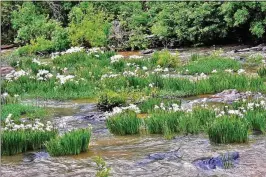  ?? CHARLES SEABROOK FOR THE AJC ?? Shoals spider lilies bloom in May in Flat Shoals Creek in Harris County. The creek is a tributary of the Chattahooc­hee River. Several organizati­ons are trying to restore the flowers in a section of the river itself in Columbus.