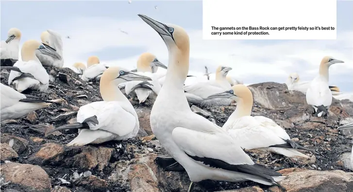  ??  ?? The gannets on the Bass Rock can get pretty feisty so it’s best to carry some kind of protection.