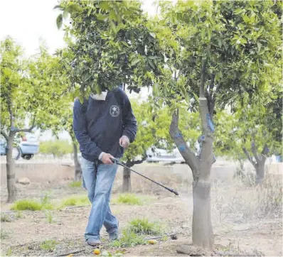  ?? Gabriel Utiel ?? Un agricultor de Castellón fumiga una finca de cítricos para combatir las plagas.