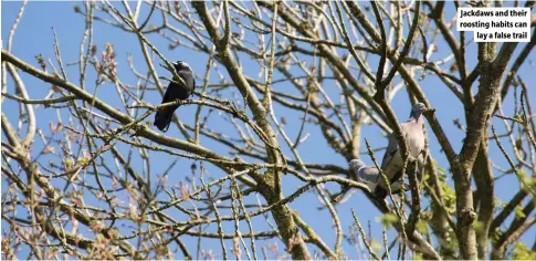  ?? ?? Jackdaws and their roosting habits can lay a false trail