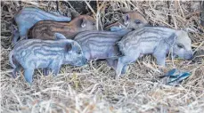  ?? FOTO: THOMAS WARNACK ?? Zwei Tage alt sind die Frischling­e der Mangalitza-Sau. Die Rasse stammt aus Ungarn und ist vom Aussterben bedroht.