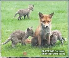  ??  ?? PLAYTIME Fox cubs when they were young