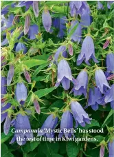  ??  ?? Campanula ‘Mystic Bells’ has stood the test of time in Kiwi gardens.