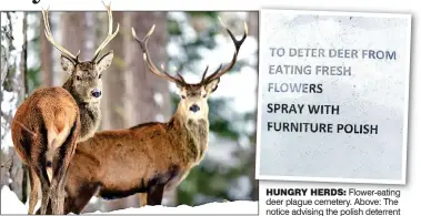  ??  ?? HUNGRY HERDS: Flower-eating deer plague cemetery. Above: The notice advising the polish deterrent