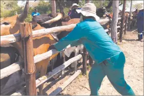  ?? Photo: File ?? Right thing to do… Cattle being vaccinated against FMD in Kavango East.