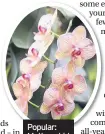  ??  ?? Popular: Moth orchid