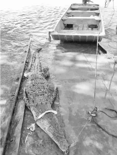  ??  ?? A female crocodile that was culled from Sg Santubong yesterday.