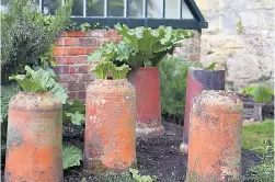  ??  ?? FORCE FIELD You can harvest rhubarb from February until November