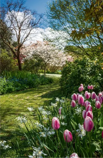  ??  ?? A verdant path lined with spring bulbs leads to blossom