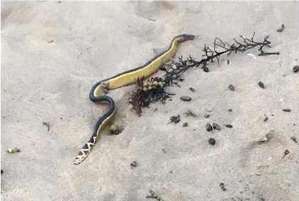  ?? Photo / Facebook, Gareth Fielder ?? The deadly yellow-bellied sea snake that came ashore at Woolleys Bay on the weekend.