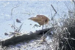  ?? Darin Smith ?? ●● A bittern at Brockholes