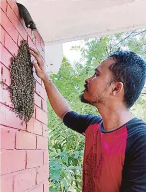  ??  ?? Mohamed Hatta Che Omar using his hands to find the queen bee to lure worker and drone bees into a relocation box.