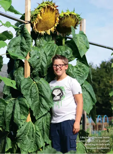  ??  ?? Like father, like son: Jamie Courtney-Fortey, 11, is already breaking records with his giant sunflowers.