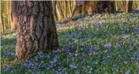  ??  ?? Consider a shade-tolerant ground cover beneath a tree. Periwinkle, popular in the past, is discourage­d since it’s invasive.